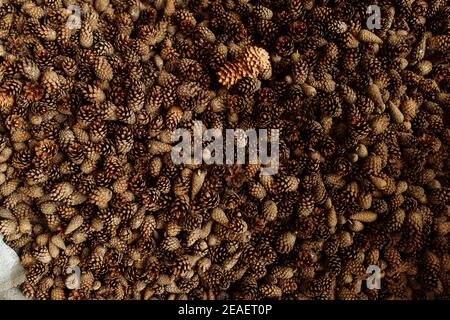 beaucoup de cônes de sapin et de pin, texture d'arrière-plan patron uniforme de cônes de conifères s'étaler sur le sol, récolte de graines de conifères Banque D'Images