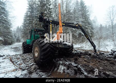 la récolteuse coupe les arbres, récolte industrielle du bois avec l'aide d'une machine automatisée, de nombreux arbres tombant dans la forêt d'hiver Banque D'Images