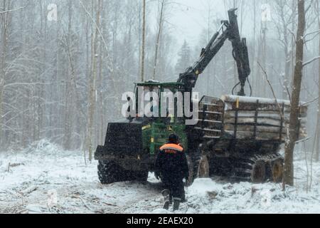 exploitation forestière illégale, récolte de bois pour l'industrie manufacturière, transport chargé de troncs d'arbres abattus, transport de bois en hiver Banque D'Images