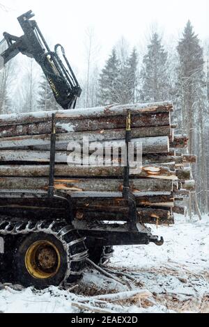 exploitation forestière illégale, récolte de bois pour l'industrie manufacturière, transport chargé de troncs d'arbres abattus, transport de bois en hiver Banque D'Images