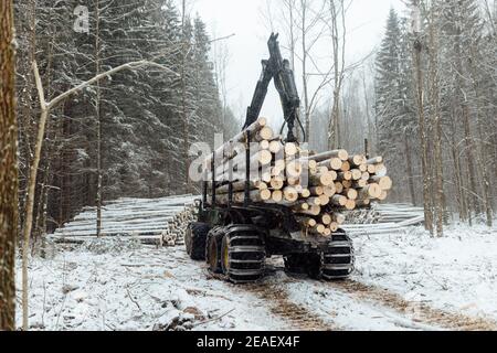 exploitation forestière illégale, récolte de bois pour l'industrie manufacturière, transport chargé de troncs d'arbres abattus, transport de bois en hiver Banque D'Images