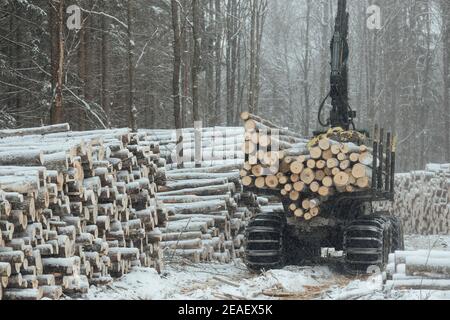 exploitation forestière illégale, récolte de bois pour l'industrie manufacturière, transport chargé de troncs d'arbres abattus, transport de bois en hiver Banque D'Images