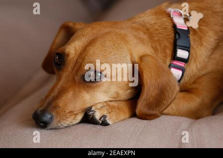 petit animal dachshund chiot couché et calme dans la couleur jaune et mixte Banque D'Images