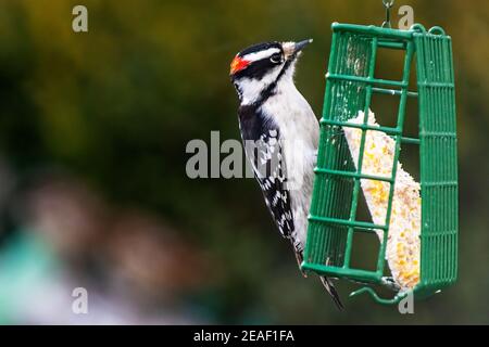 Pic de bois vers le bas sur le convoyeur de suet Banque D'Images