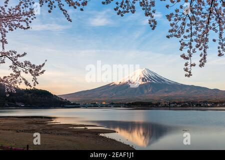 Mt. Fuji, Japon sur le lac Kawaguchi pendant la saison de printemps avec des cerisiers en fleurs. Banque D'Images