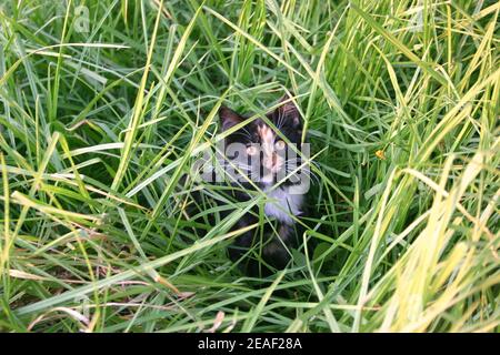 Chaton se cachant dans l'herbe Banque D'Images