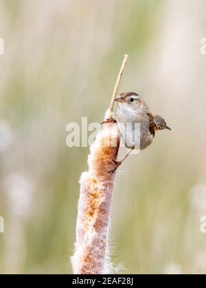 Un marais de wren perchée sur une queue de chat à la réserve naturelle nationale de Camas, dans l'Idaho. Banque D'Images