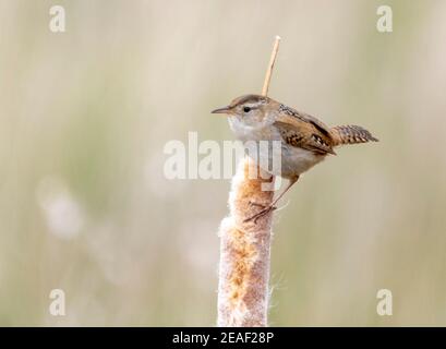 Un marais de wren perchée sur une queue de chat à la réserve naturelle nationale de Camas, dans l'Idaho. Banque D'Images