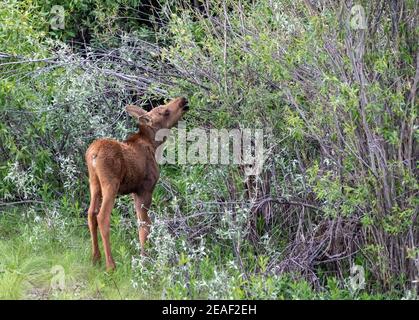 Un bébé (veau) orignal navigue sur du saule dans le parc national de Grand Teton, Wyoming. Banque D'Images