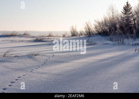 Le soleil du matin brille à travers les arbres jetant des ombres sur la neige couverte sol avec une seule ligne de pistes animales au lac gelé bord de l'eau Banque D'Images