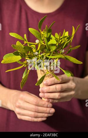 Branche conceptuelle de Mistletoe dans le cône de gaufrage Banque D'Images