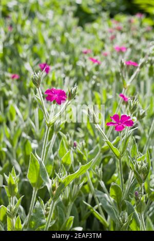 Lychnis Walkeri - fleurs de campion de rose qui fleurit dans le rose profond du fuchsia. Banque D'Images