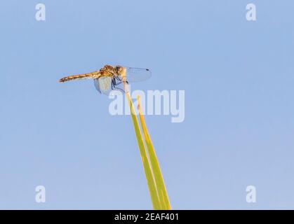 Une libellule médowhawk d'orange perchée sur une lame d'herbe dans une zone humide de l'Idaho. Banque D'Images