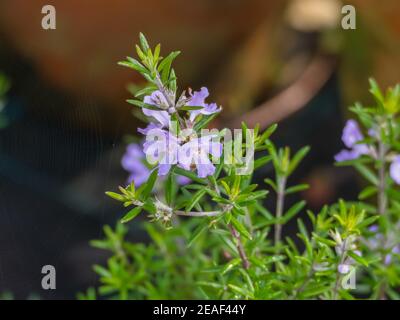 Plantez le Westringia Wynyabbie Gem longifolia avec des fleurs et des gouttes d'eau Banque D'Images