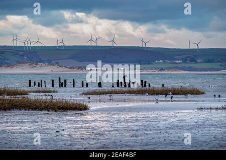 La soirée tombe au-dessus de Skern près d'Appledore, North Devon. Avec des cormorans, des goélands, des ostréiculteurs - et le parc éolien. Banque D'Images