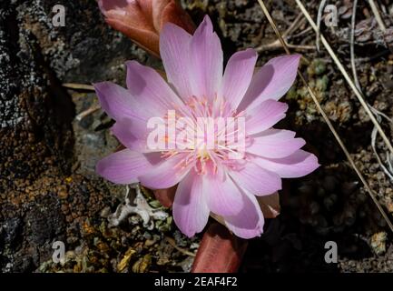 Bitterroot fleurit dans les montagnes Lemhi de l'Idaho. Banque D'Images