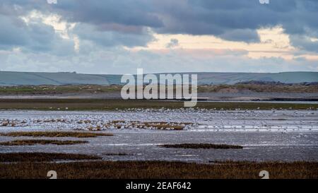 Masses de roosting de goélands, région de Skern de Northam Burrows, près de Appledore, North Devon. Banque D'Images