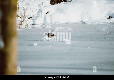 Badigeous de poulet sur la glace d'un surgelé lac dans un habitat tempéré Banque D'Images