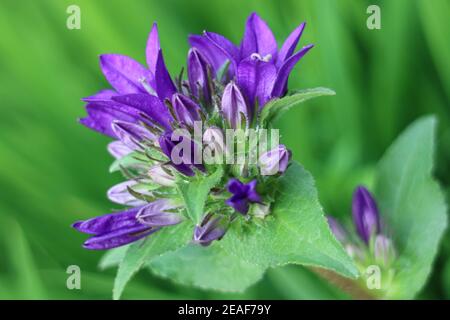 Fleurs de la cloche pourpre dans le jardin, Campanula pourpre glomerata, fleurs de la cloche pourpre macro, Beauté dans la nature, macro photographie, stock image Banque D'Images