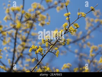 Branches en bois de chien fleuries, petites fleurs jaunes contre un ciel bleu. Saison de printemps. Jour ensoleillé. Joie de printemps Banque D'Images