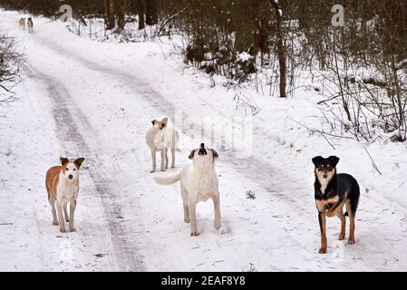 Un troupeau de chiens sans abri sur la route dans la forêt en hiver, le problème des animaux sans abri. Banque D'Images