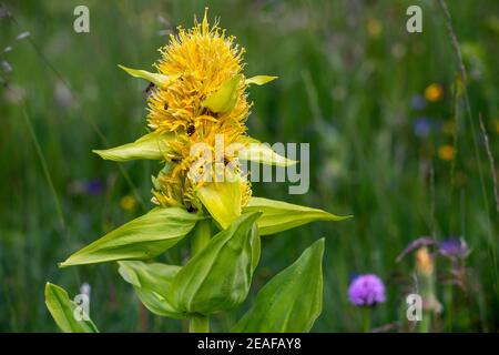 Gentiana lutea. Fleur de montagne. Vallée de Fassa. Les Dolomites. Alpes italiennes. Europe. Banque D'Images