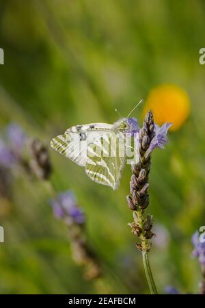 Vert rayé blanc, (Euchloe belemia) papillon se nourrissant sur la lavande, Andalousie, Espagne. Banque D'Images