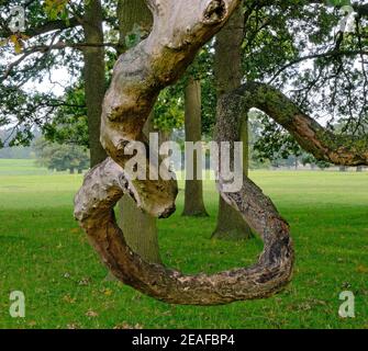 Résumé: Entortillé torsadé branche d'arbre ancien, Angleterre, Royaume-Uni Banque D'Images