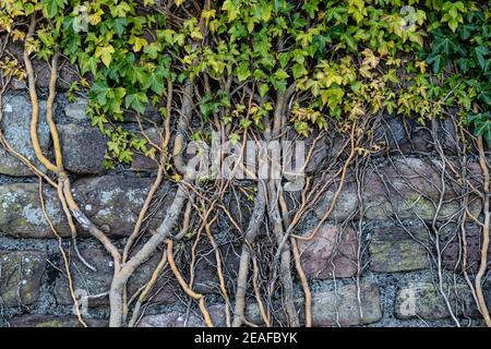 Ivy, Hedera Helix, poussant sur un vieux mur de pierre, Monbucshire, pays de Galles, Royaume-Uni Banque D'Images