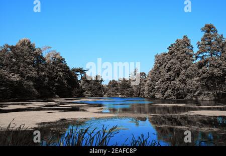 Paysage : petit lac anglais avec algues entourées d'arbres et de graminées utilisant un filtre bleu Banque D'Images