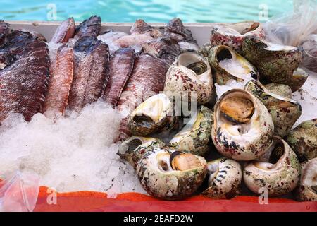 Guadeloupe marché aux poissons à Pointe a Pitre, la plus grande ville de la Guadeloupe. Poissons et escargots de mer (buccins, Cittarium pica). Banque D'Images