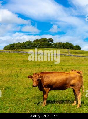 Bétail broutant à Minninglow un lieu de sépulture préhistorique néolithique près Parwich dans le parc national de Peak District Derbyshire Dales Angleterre ROYAUME-UNI Banque D'Images