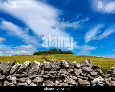 Mur de pierre sèche et arbres à Minninglow un enterrement préhistorique néolithique Terrain près de Parwich dans Peak District National Park Derbyshire Dales Angleterre Royaume-Uni Banque D'Images