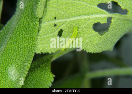 Une feuille mangée par des insectes gros plan. Photo de haute qualité Banque D'Images