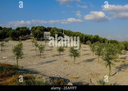 Petite plantation de jeunes arbres d'olive sur des terres appartenant à un villageois local. Carcabuey, Sierras Subbeticas, province de Cordoue, Andalousie, Espagne Banque D'Images