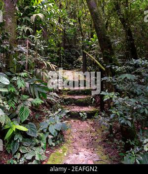 Chemin avec escaliers dans la nature Banque D'Images