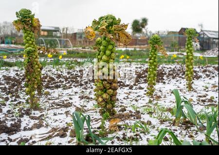 Eton Wick, Windsor, Berkshire, Royaume-Uni. 9 février 2021. Pousses et jonquilles de Bruxelles. Il y a eu une légère dépoussiérage de neige cet après-midi au-dessus des allotissements d'Eton Wick, mais tous les producteurs de légumes ont été cachés dans le chaud à la maison car la température est restée inférieure à zéro toute la journée. Les températures plus tard cette semaine devraient être les plus froides en 10 ans. Crédit : Maureen McLean/Alay Live News Banque D'Images