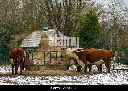 Eton Wick, Windsor, Berkshire, Royaume-Uni. 9 février 2021. Hardy Hereford bétail dans le temps froid. Il y a eu une légère poussière de neige à Eton Wick cet après-midi, car la température est restée inférieure à zéro toute la journée. Les températures plus tard cette semaine devraient être les plus froides en 10 ans. Crédit : Maureen McLean/Alay Live News Banque D'Images