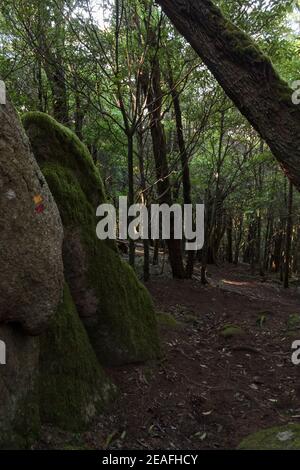 Sentier forestier avec panneau de marquage de chemin droit peint sur la roche Banque D'Images