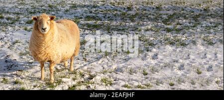 Moutons en hiver sur les Cotswolds - image de bannière d'arrière-plan Banque D'Images