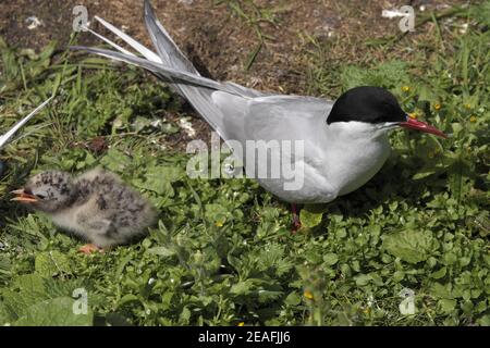 Sterne arctique (Sterna paradisaea) adulte et poussin Banque D'Images