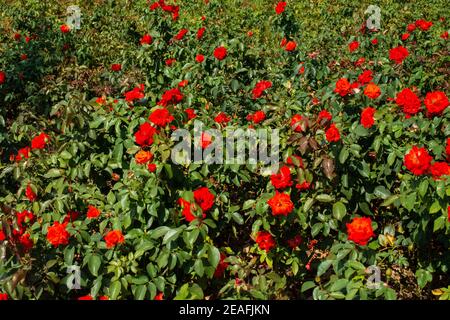 Gros plan de roses rouges en fleurs dans la verdure Banque D'Images