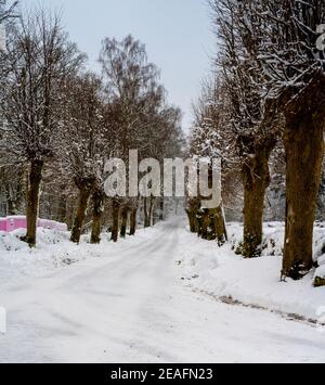 Route d'hiver glacée et enneigée traversant une ligne de saules traditionnellement taillées. Photo de Scania, sud de la Suède Banque D'Images