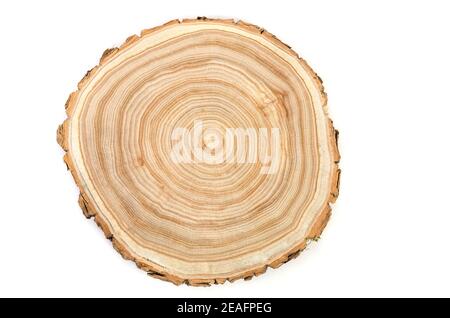 Coupe transversale d'une tranche de tronc d'arbre en bois coupée avec fissures ondulées et anneaux sciés dans les bois Banque D'Images