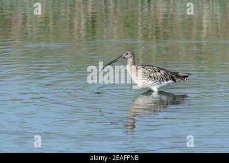 Coursier eurasien, Numenius arquata, manne d'oiseau unique dans les eaux peu profondes, Norfolk, Angleterre, Royaume-Uni Banque D'Images