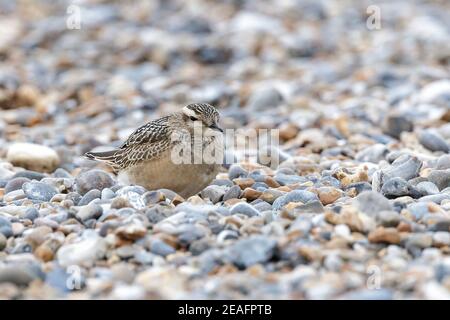 Dotterel eurasien, Charadrius morinellus, oiseau juvénile reposant sur la plage de galets lors de la migration, CLEY, Norfolk, Royaume-Uni, 10 septembre 2011 Banque D'Images