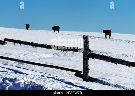 Vaches dans le champ de pâturage, ferme de bétail de neige dans la ferme enneigée d'hiver Banque D'Images