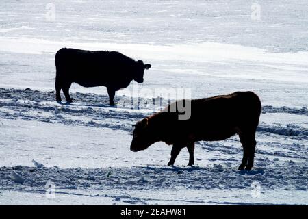 Deux vaches debout dans un champ d'hiver sur une ferme enneigée, deux vaches sur un pâturage Banque D'Images