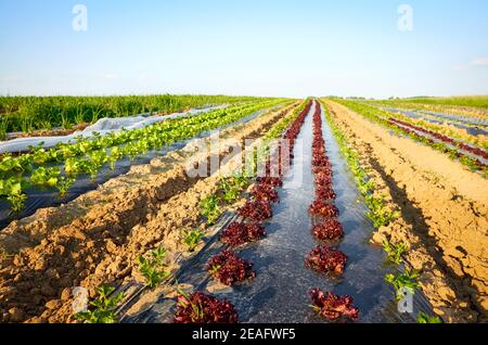 Champ potager bio avec des patchs recouverts de paillis en plastique au coucher du soleil. Banque D'Images