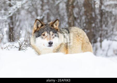 Beau loup debout dans la neige dans la belle forêt d'hiver Banque D'Images